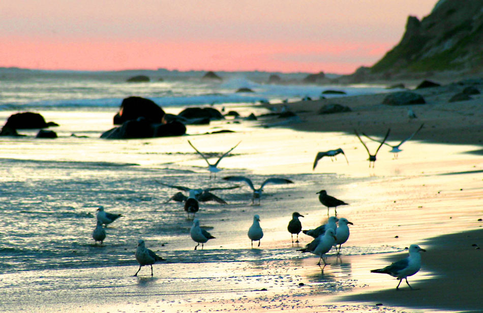 Directions to Hob Knob Hotel on Martha's Vineyard PetFriendly Hotels Martha's Vineyard Best