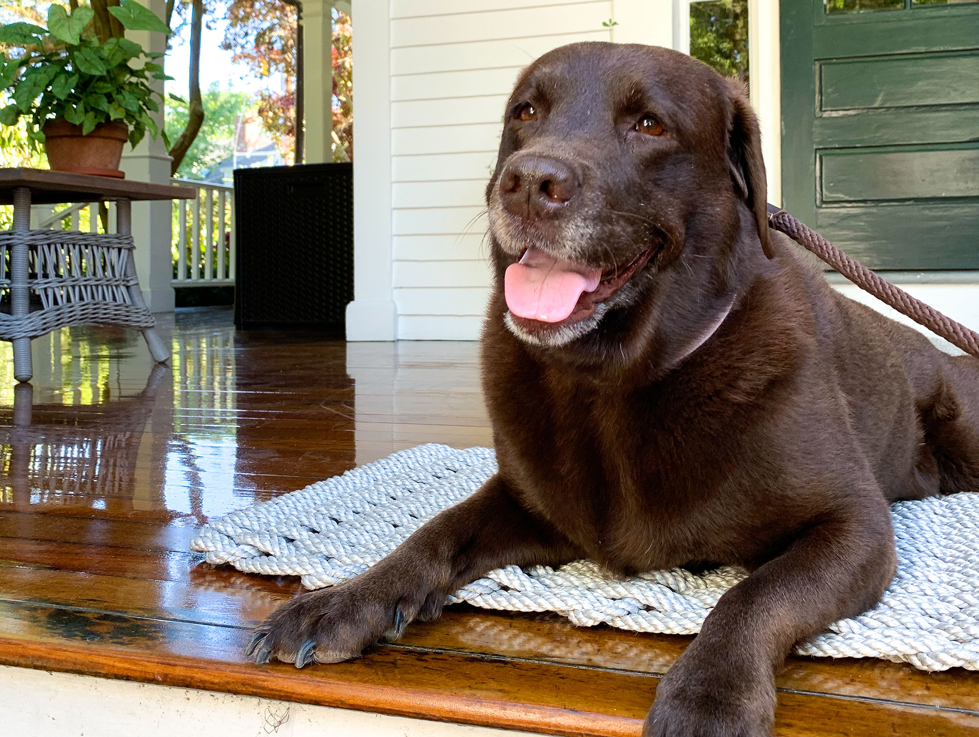 Pet-Friendly Hotels on Martha's Vineyard - Hob Knob Martha's Vineyard - Book a Pet-Friendly